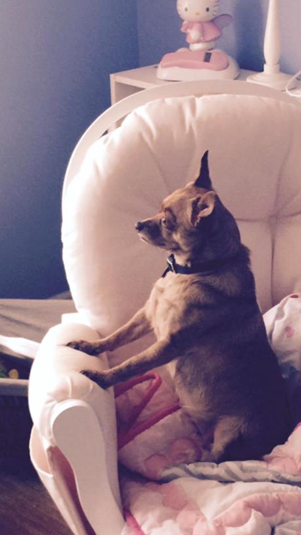 /Images/uploads/Homeward Bound Pet Rescue/HBPR_Photocontest/entries/12115thumb.jpg